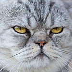 Profile Picture of Yue Zhang (@yuelikescat) on Flickr