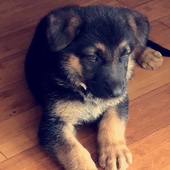 Profile Picture of Leo Leo (@rickkyyy3) on Poshmark