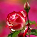 Profile Picture of florentina Ramirez Fernández (@ramiflorentina) on Instagram