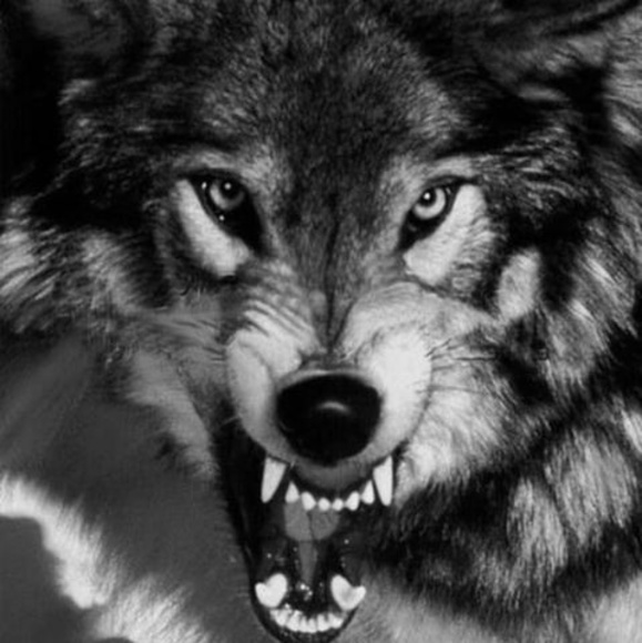 Profile Picture of Thomas Oquinn jr. (@thomasoquinn608) on Poshmark