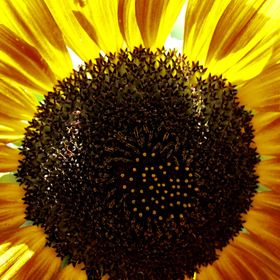 Profile Picture of Sue Shankland (@mzsue2) on Pinterest