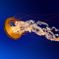 Profile Picture of Skye Grimes (@skye-grimes-1) on Quora