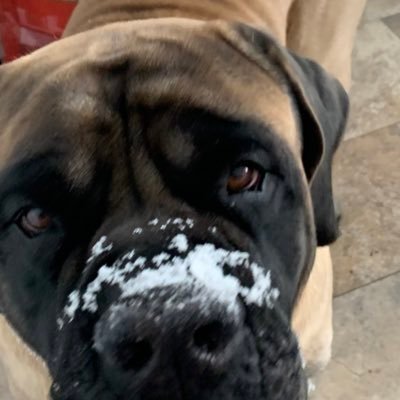 Profile Picture of Joseph Mattingly (@ferriol1234) on Twitter