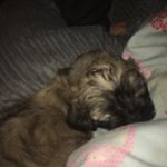 Profile Picture of Steven Evans (@fatmanreggie) on Instagram