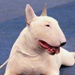 Profile Picture of John Young (@johnyoung_bullterriers) on Instagram