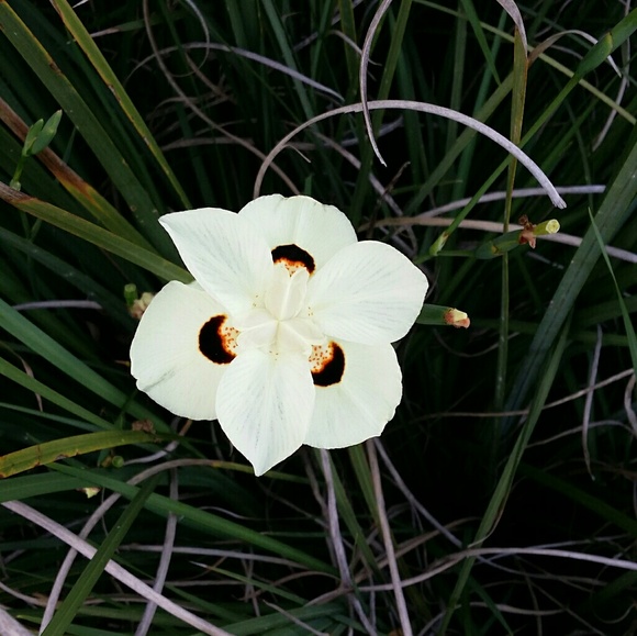 Profile Picture of Junna Jackson (@5magnolias) on Poshmark