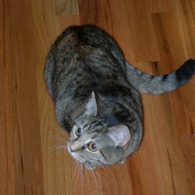 Profile Picture of Peter S. Poulos (@poulosps) on Twitter