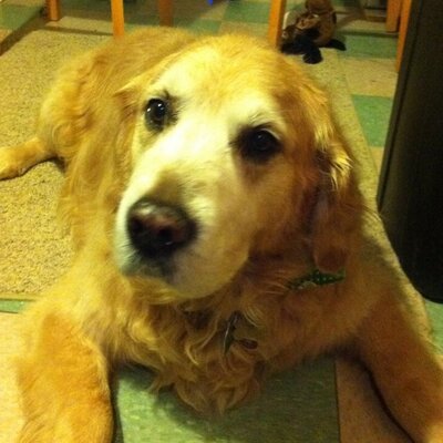 Profile Picture of Brian Esposito (@bespo_62) on Twitter