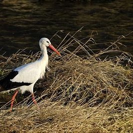 Profile Picture of Joe Biegel (@BiegelJoe) on Twitter