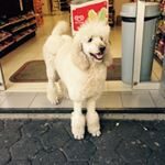 Profile Picture of Peter Orsi (@poertseir) on Instagram