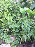 Profile Picture of Herb - Wikipediaon Wikipedia