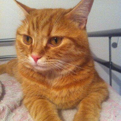 Profile Picture of Anne Marie Palmieri (@AnneMariePalmie) on Twitter