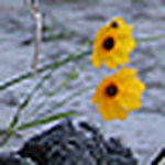 Profile Picture of Tracy Renee Kay (@Tracy Renee) on Flickr