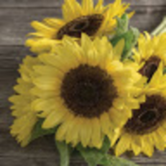 Profile Picture of Kit Martin (@kit_martin) on Poshmark