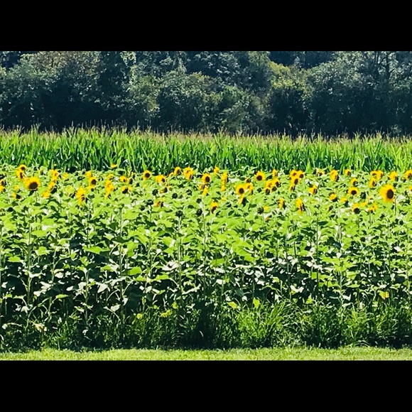 Profile Picture of Debbie Mcillwain (@trojandeb) on Poshmark