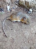Profile Picture of Gaumer's spiny pocket mouseon Wikipedia