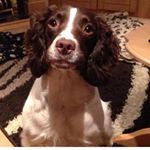 Profile Picture of All Things Millie +Toni 💕 (@millietonispringer) on Instagram