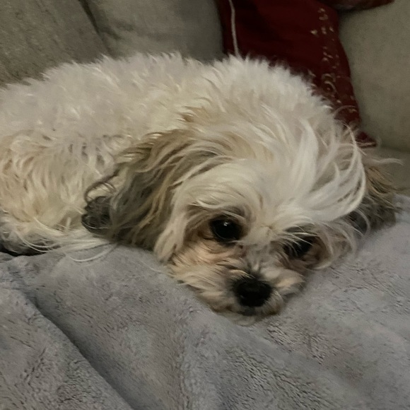 Profile Picture of Ariel Barnett (@arieleb17) on Poshmark