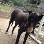 Profile Picture of Bullet Eugene Pringle (@bullet_the_dog) on Instagram