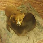 Profile Picture of jesse (@jarrington56) on Instagram