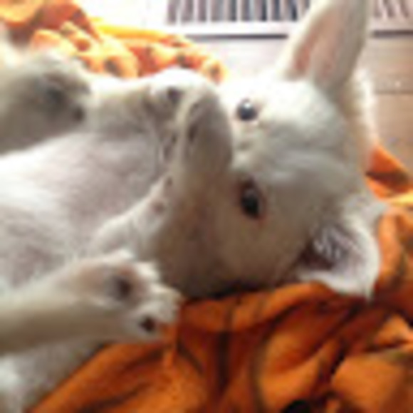 Profile Picture of Olivia Busuttil (@olivbusu) on Poshmark