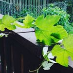 Profile Picture of Leon Bahrer (@bing.eil04) on Instagram