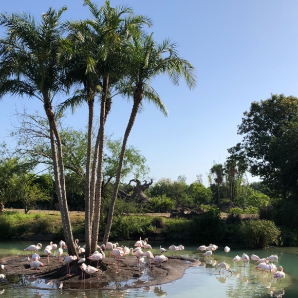 Profile Picture of Tricia Benka (@5tricia) on Poshmark