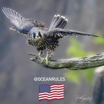 Profile Picture of Deb Graham (@oceanrules) on Instagram