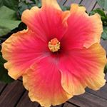Profile Picture of Noemie Pergeaux (@noemie.p87) on Instagram