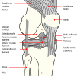 Profile Picture of Patella - Wikipediaon Wikipedia