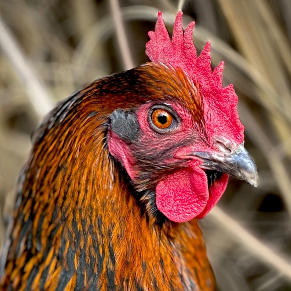 Profile Picture of Michael Shindler (@chickenfriend) on Poshmark