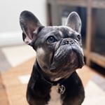 Profile Picture of Quincy Jones (@quincyjonesthefrenchie) on Instagram