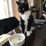 Profile Picture of Alex & Harley (@fostigram) on Instagram