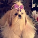 Profile Picture of 🎀 Mélanie 👑 (@melanieshihtzu) on Instagram
