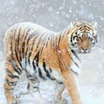 Profile Picture of Mindy Conrad (@mindy.conrad.12) on Instagram