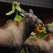 Profile Picture of Hazel Robinson (@ehrobi) on Pinterest