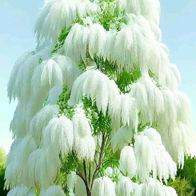 Profile Picture of Adam Issa (@0eisaabakerona) on Tiktok