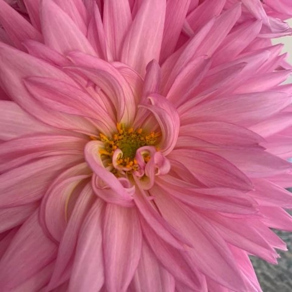 Profile Picture of Christine Costa (@ccosta62) on Poshmark