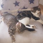 Profile Picture of Ariel & Lilly (@ariel._.lilly) on Instagram