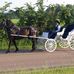 Profile Picture of Horsin' Around Wagon Tours (@horsinaround.wagontours) on Facebook