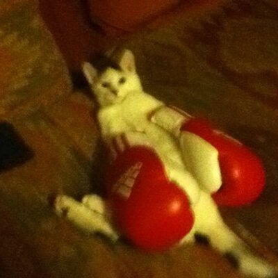 Profile Picture of Josh Curtin (@CurtinJosh) on Twitter