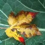 Profile Picture of mauricesmall (@mauricesmall) on Instagram