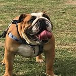 Profile Picture of Igor benjamín (@patsonrie) on Instagram