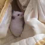 Profile Picture of Edward Özkırım & Rufus Ünlü (@rufus_edward) on Instagram