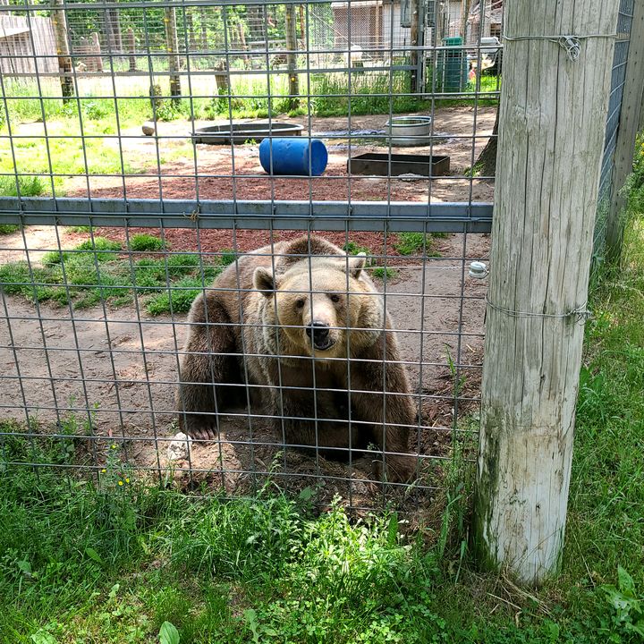 Profile Picture of Butch Goodman (@woodsman.22) on Tiktok