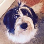 Profile Picture of Anna The Dog (@one_brown_eye) on Instagram