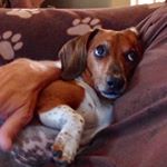Profile Picture of Chris Spindler & Princess Remi (@dogdaysofdoxies) on Instagram