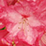 Profile Picture of Renee Allen (@renee9699) on Flickr