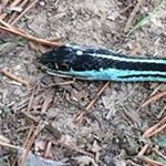 Profile Picture of Matthew Angier (@mangier1) on Instagram