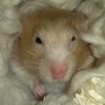 Profile Picture of molly randall (@candy_syrian_hamster18) on Instagram